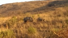 Safari à Pilanesberg